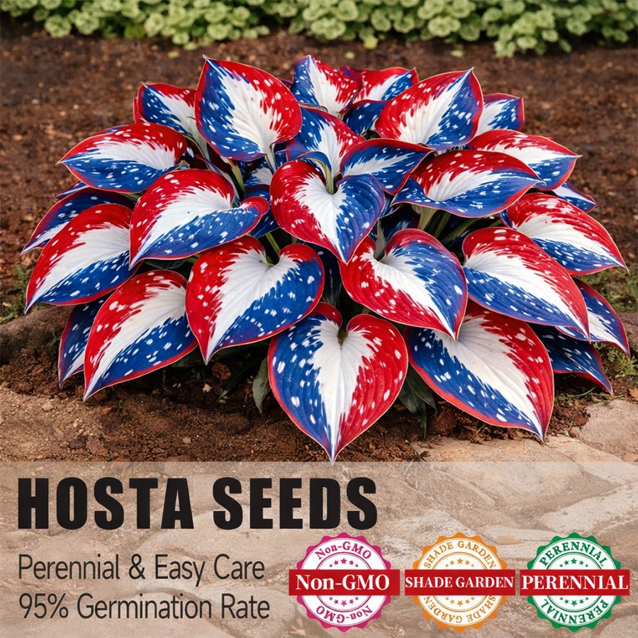 🎉Last Day Sale Off 40%🎉Celebrate America's 250th 🌱Premium Shade-Loving Hosta Seeds