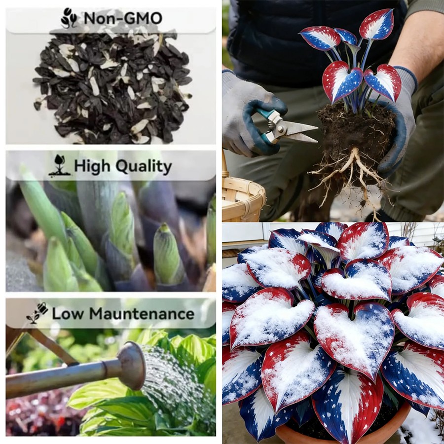🎉Last Day Sale Off 40%🎉Celebrate America's 250th 🌱Premium Shade-Loving Hosta Seeds