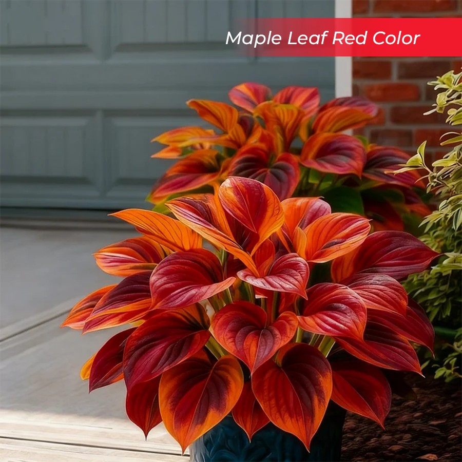 🎉Last Day Sale Off 40%🎉Celebrate America's 250th 🌱Premium Shade-Loving Hosta Seeds