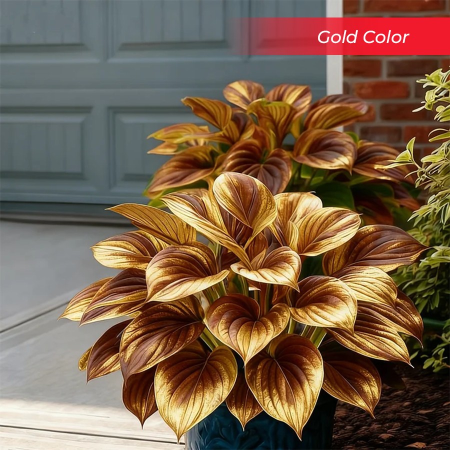 🎉Last Day Sale Off 40%🎉Celebrate America's 250th 🌱Premium Shade-Loving Hosta Seeds