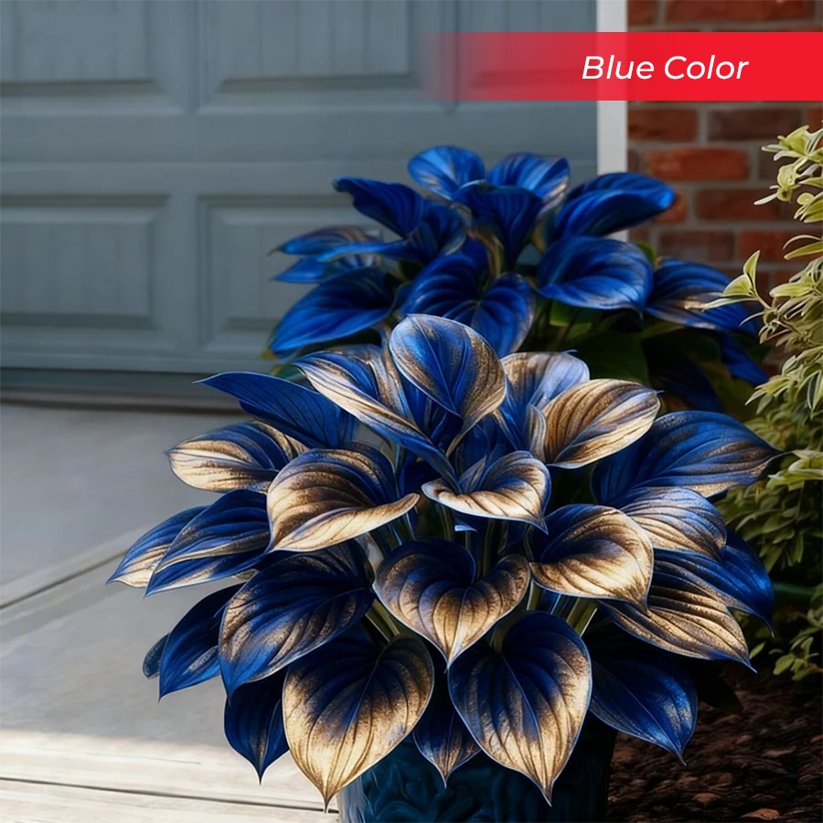 🎉Last Day Sale Off 40%🎉Celebrate America's 250th 🌱Premium Shade-Loving Hosta Seeds