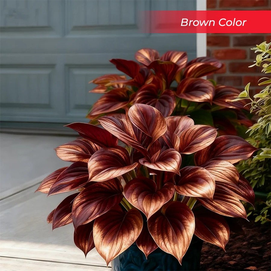 🎉Last Day Sale Off 40%🎉Celebrate America's 250th 🌱Premium Shade-Loving Hosta Seeds