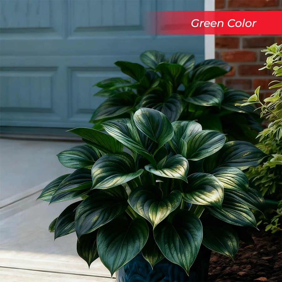 🎉Last Day Sale Off 40%🎉Celebrate America's 250th 🌱Premium Shade-Loving Hosta Seeds