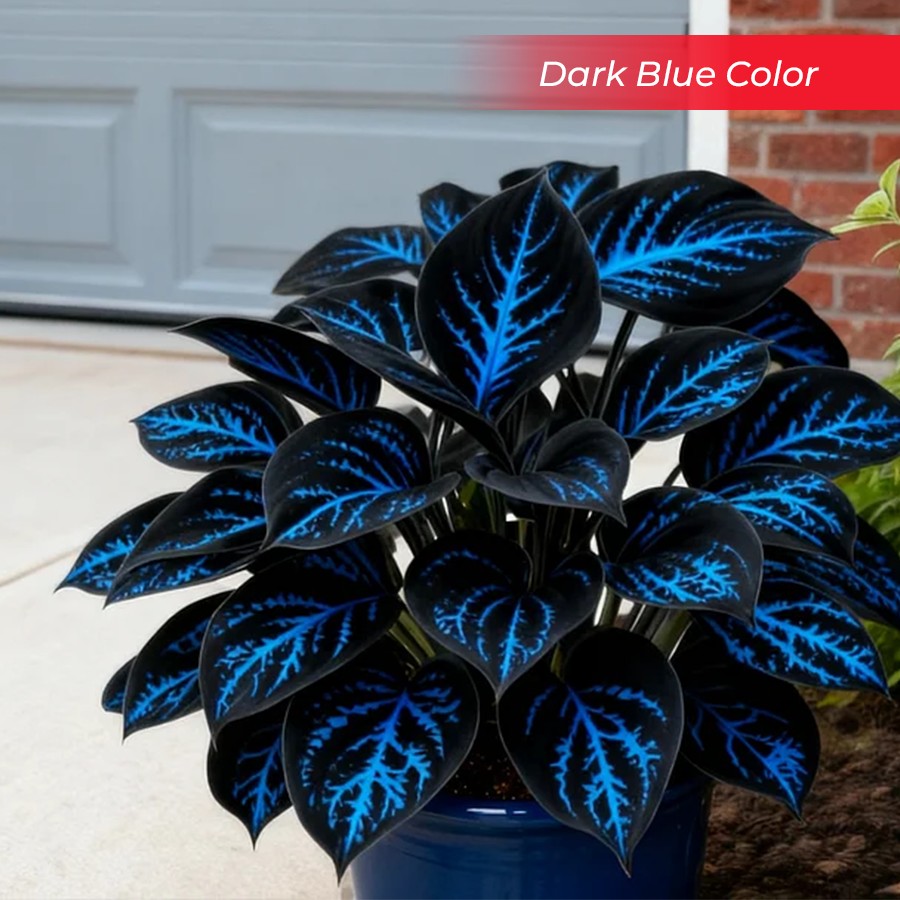 🎉Last Day Sale Off 40%🎉Celebrate America's 250th 🌱Premium Shade-Loving Hosta Seeds