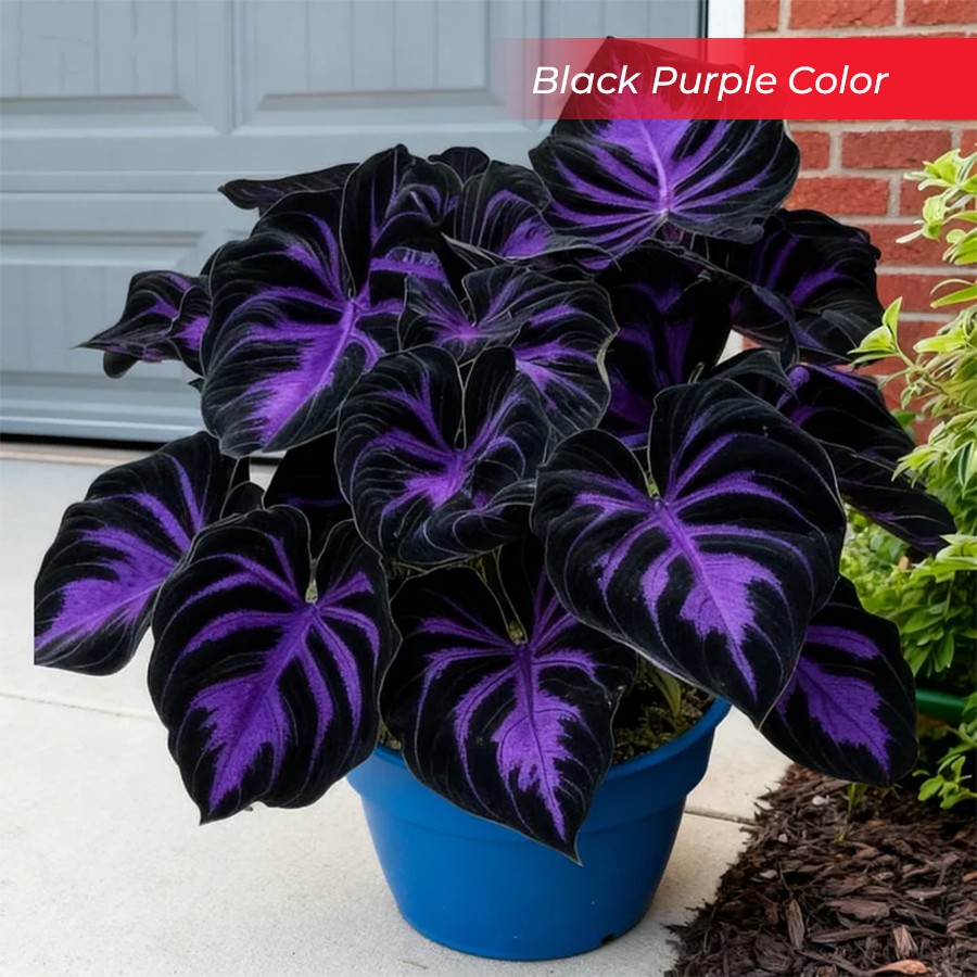 🎉Last Day Sale Off 40%🎉Celebrate America's 250th 🌱Premium Shade-Loving Hosta Seeds