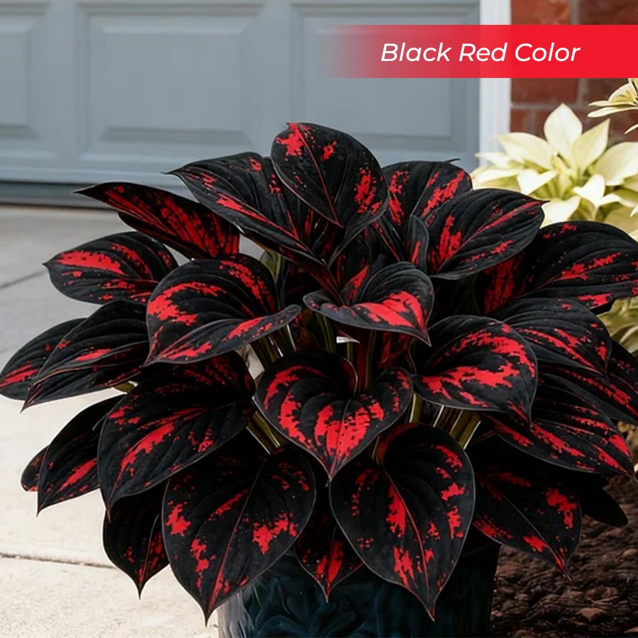 🎉Last Day Sale Off 40%🎉Celebrate America's 250th 🌱Premium Shade-Loving Hosta Seeds