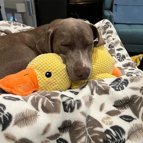 50% OFF 🔥 Calming Duck Toy 2025