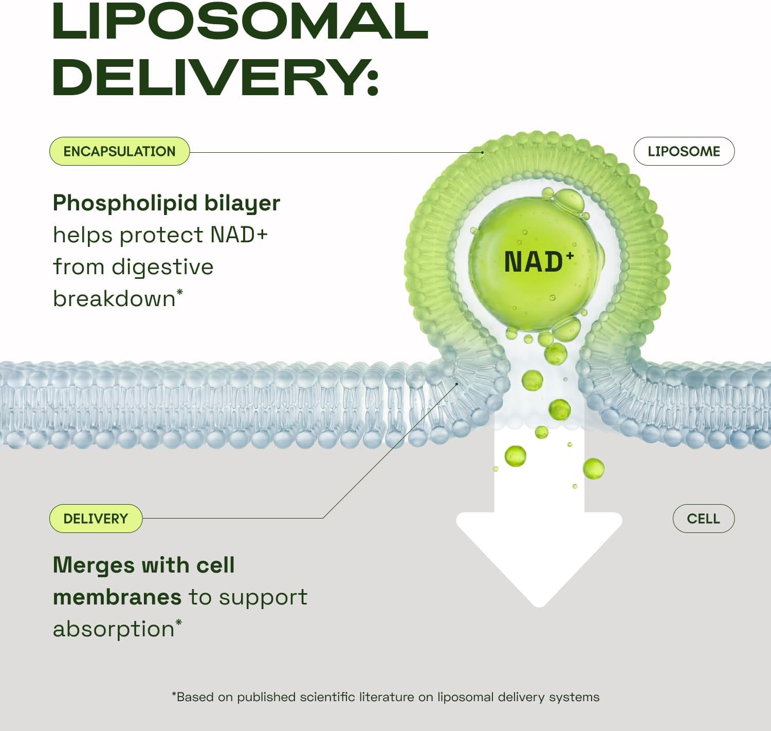 Cata-Kor NAD⁺ Advanced - Cellular Energy & Healthy Aging Support