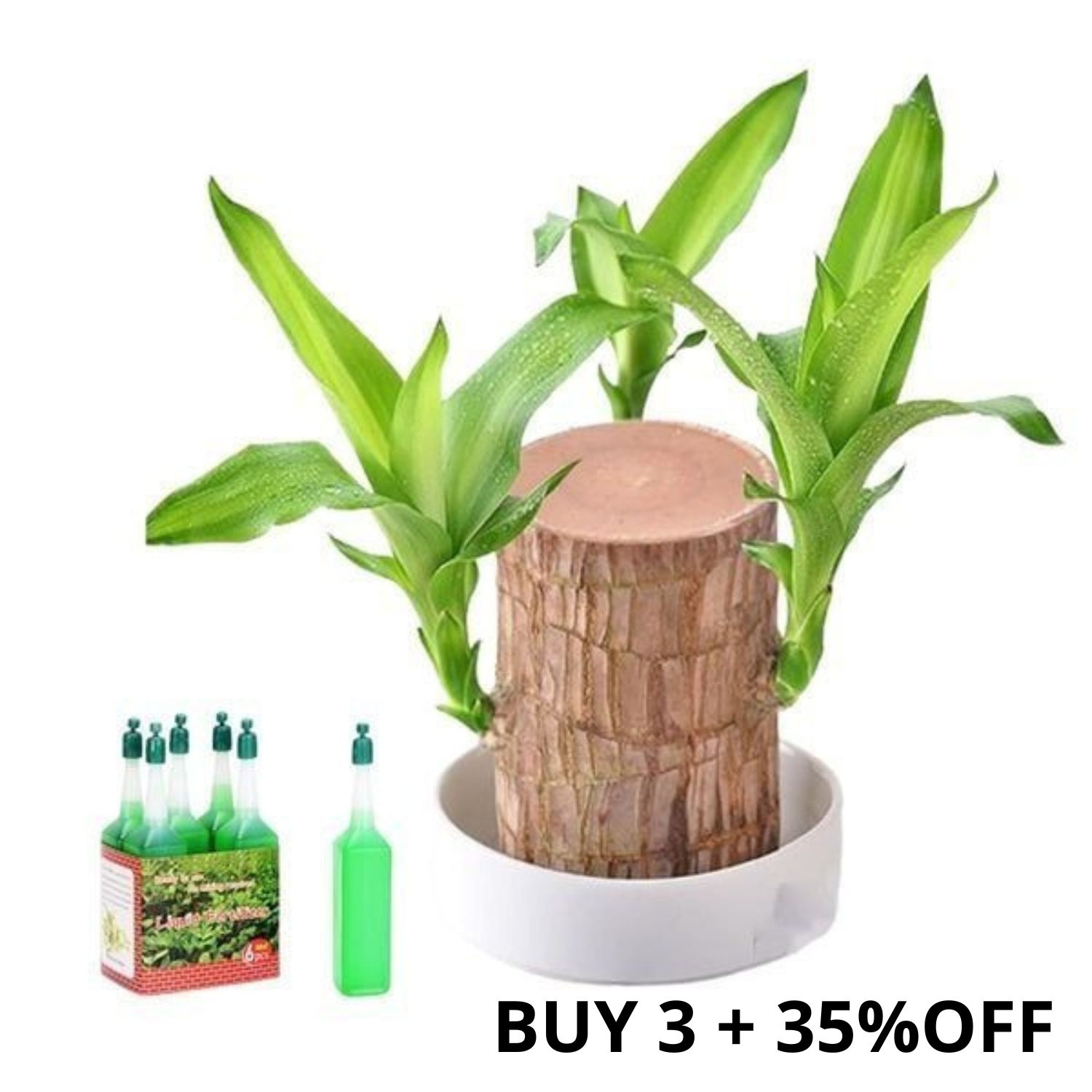 🎉🎉SUMMER FLASH DEAL 🌱🌱Sky Terrarium Lucky Wood