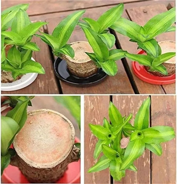 🎉🎉SUMMER FLASH DEAL 🌱🌱Sky Terrarium Lucky Wood