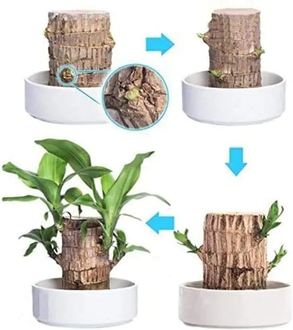 🎉🎉SUMMER FLASH DEAL 🌱🌱Sky Terrarium Lucky Wood
