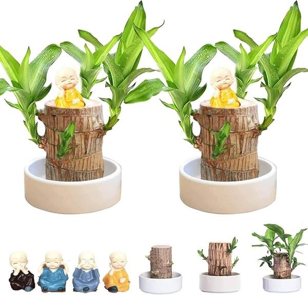 🎉🎉SUMMER FLASH DEAL 🌱🌱Sky Terrarium Lucky Wood