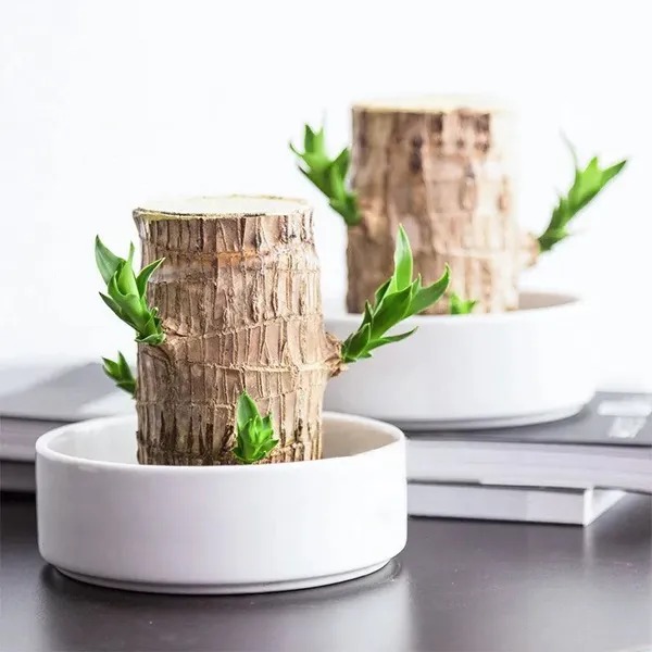 🎉🎉SUMMER FLASH DEAL 🌱🌱Sky Terrarium Lucky Wood