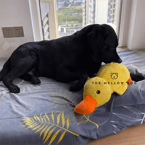 50% OFF 🔥 Calming Duck Toy 2025